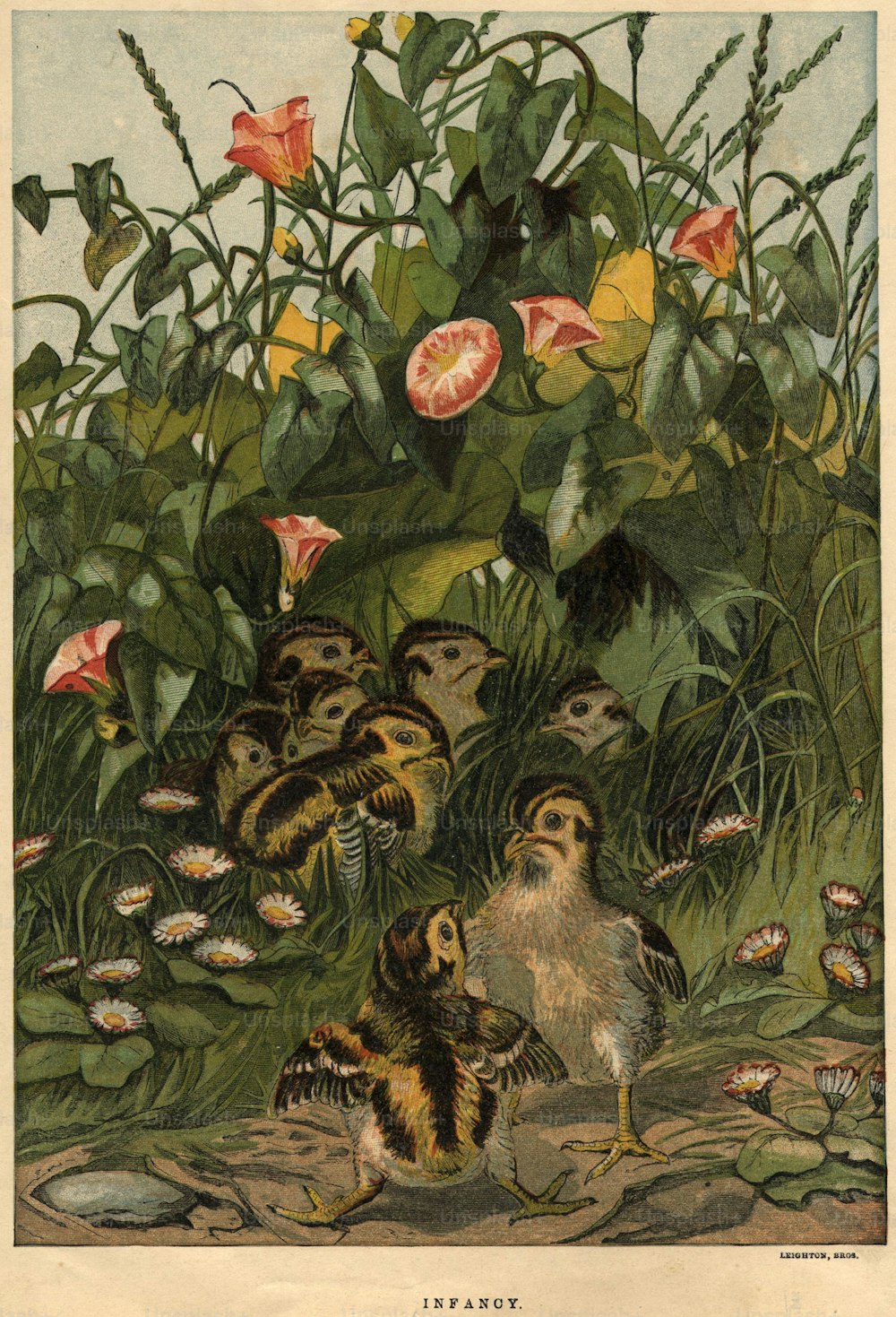 1880 circa: una nidiata di giovani pulcini gioca tra i convolvoli.  Leighton Brothers (Foto di Hulton Archive/Getty Images)