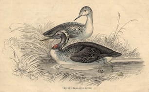circa 1820:  A pair of Red-Throated Divers, a type of waterfowl.  (Photo by Hulton Archive/Getty Images)