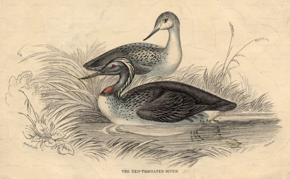 1820년경: 물새의 일종인 한 쌍의 붉은목 잠수부.  (사진: 헐튼 아카이브/게티 이미지)
