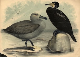 Hacia 1850: Una gaviota argéntea (izquierda) y un cormorán.  (Foto de Hulton Archive/Getty Images)