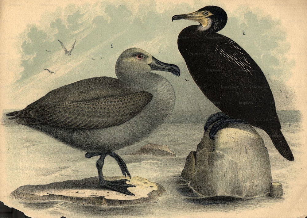 circa 1850:  A Herring Gull (left) and a Cormorant.  (Photo by Hulton Archive/Getty Images)