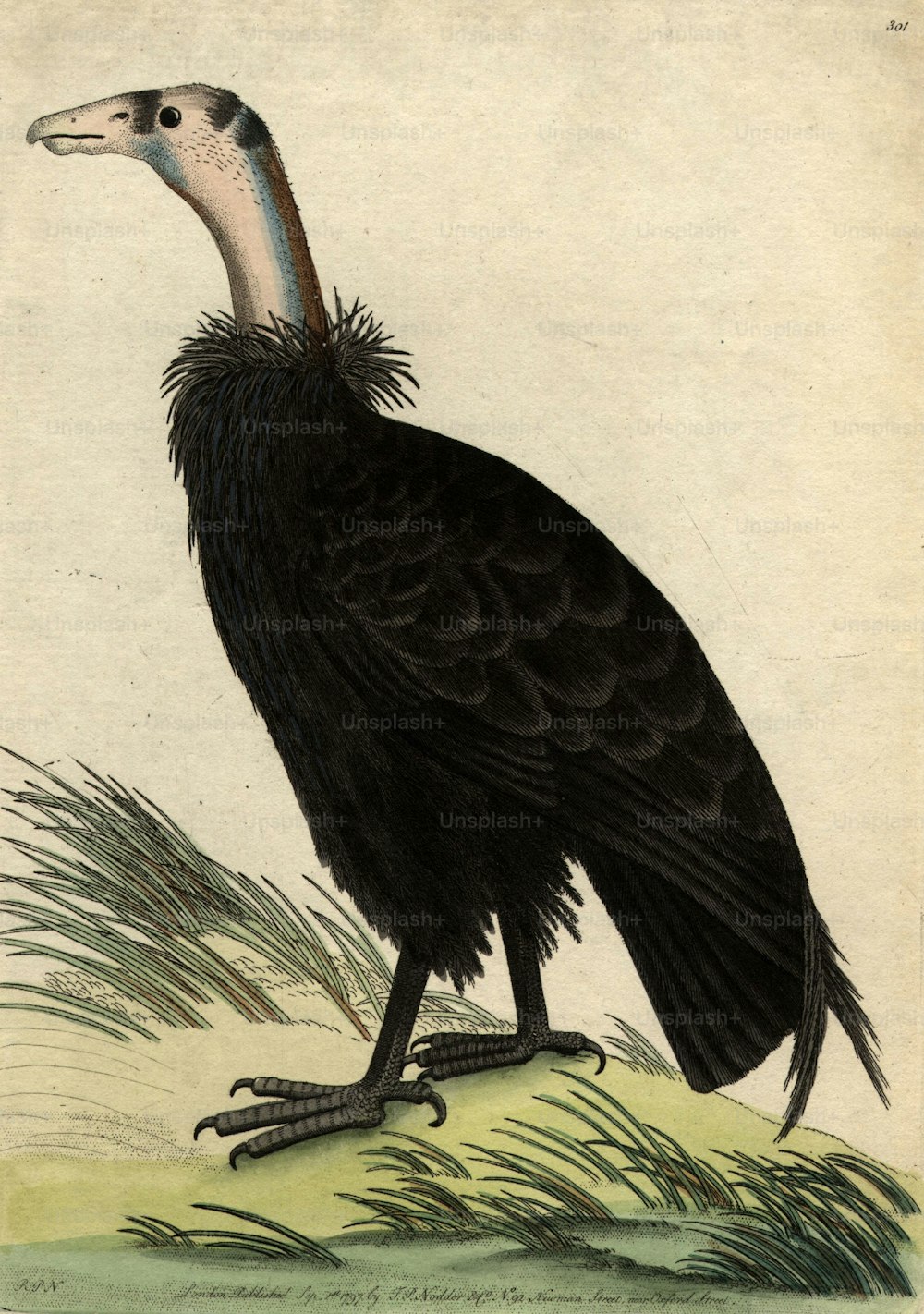 Settembre 1797: il condor andino, un uccello carogna della famiglia degli avvoltoi.  (Foto di Hulton Archive/Getty Images)