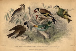 1840年頃:イギリスの鳥のコレクション:レッサーレッドポール、ゴールドフィンチ、シスキン、ゴールドクレステッドミソサザイ、ヨシホオジロ。 (写真提供:Hulton Archive/Getty Images)