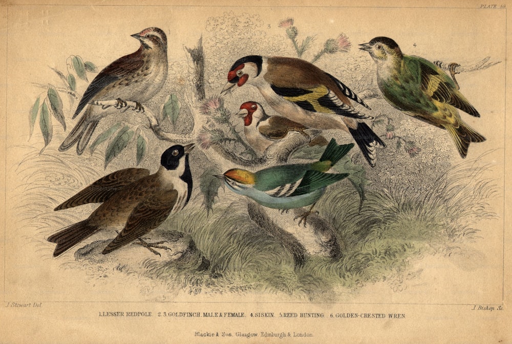 Hacia 1840: Una colección de aves británicas: el Palo Rojo Menor, el Jilguero, el Cardenalito, el Chochín de Cresta Dorada y el Escribano Escribano.  (Foto de Hulton Archive/Getty Images)