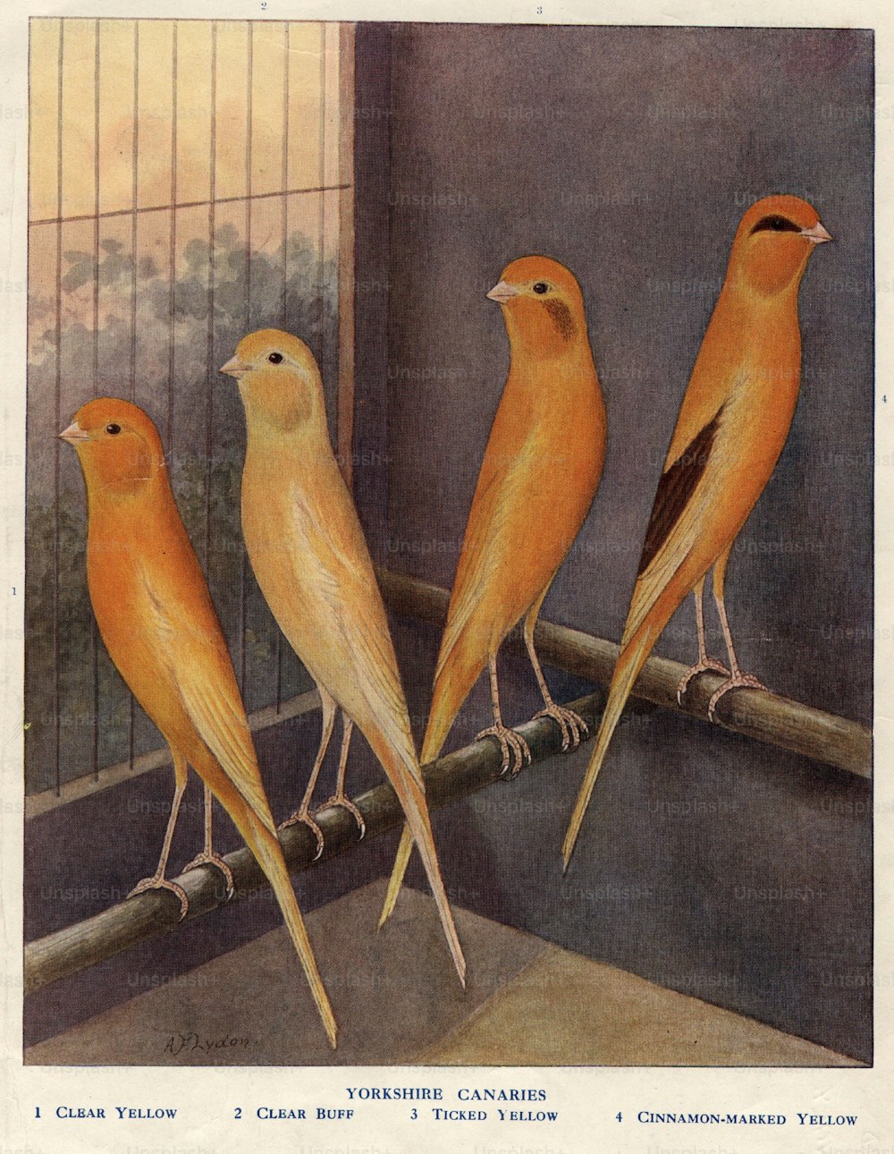 um 1900: Arten von Yorkshire Canary.  (Foto von Hulton Archive / Getty Images)