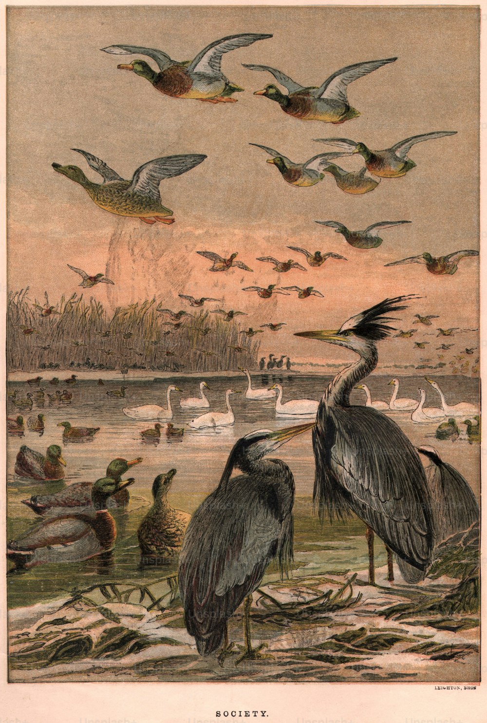 circa 1890:  Ducks come in to land with other waterfowl at dusk.  Leighton Brothers  (Photo by Hulton Archive/Getty Images)