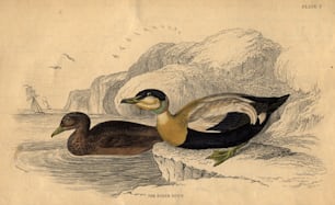 Hacia 1820: Un par de patos eider.  (Foto de Hulton Archive/Getty Images)