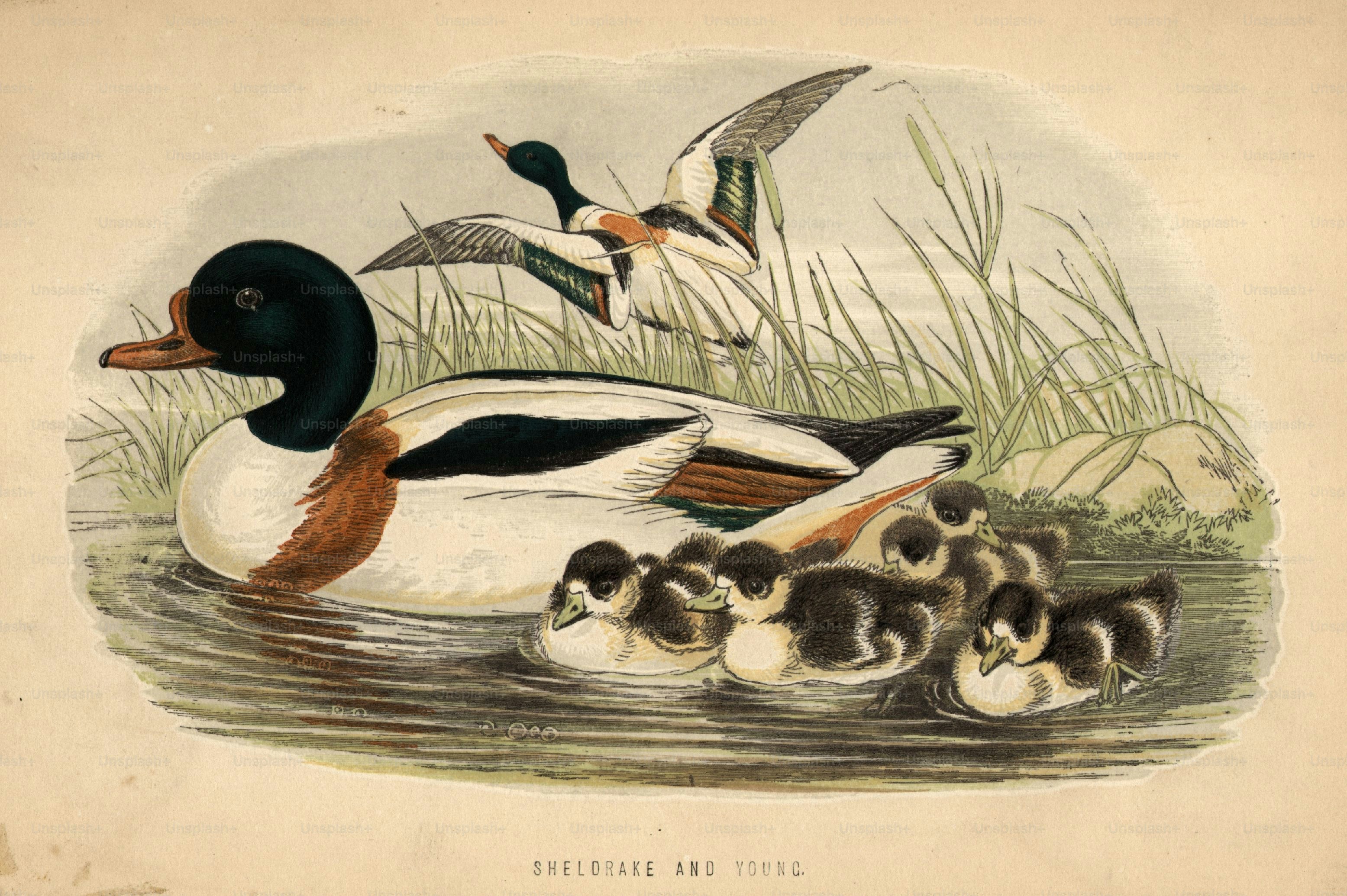 circa 1820:  Sheldrake and their young.  (Photo by Hulton Archive/Getty Images)