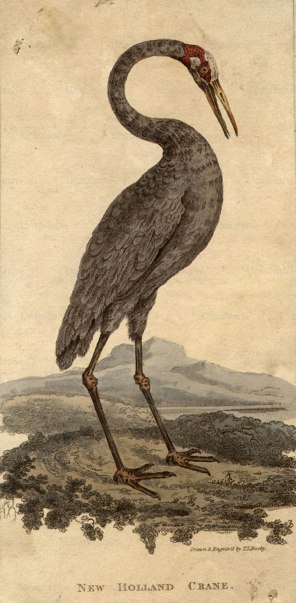 circa 1800:  The New Holland Crane, a member of the heron family.  (Photo by Hulton Archive/Getty Images)