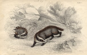 circa 1800:  The European badger.  (Photo by Hulton Archive/Getty Images)