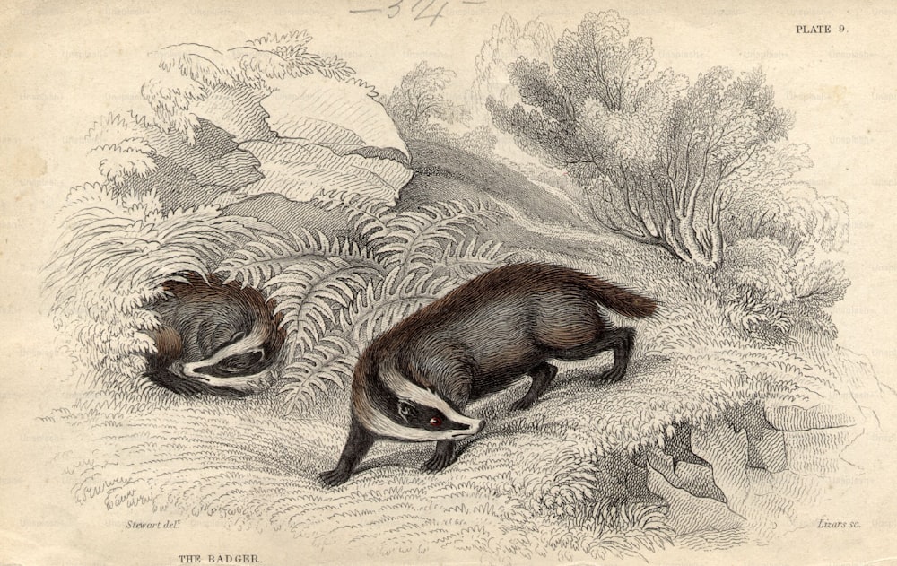 circa 1800:  The European badger.  (Photo by Hulton Archive/Getty Images)