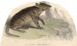 circa 1800:  A spiny bandicoot, a species of marsupial.  (Photo by Hulton Archive/Getty Images)