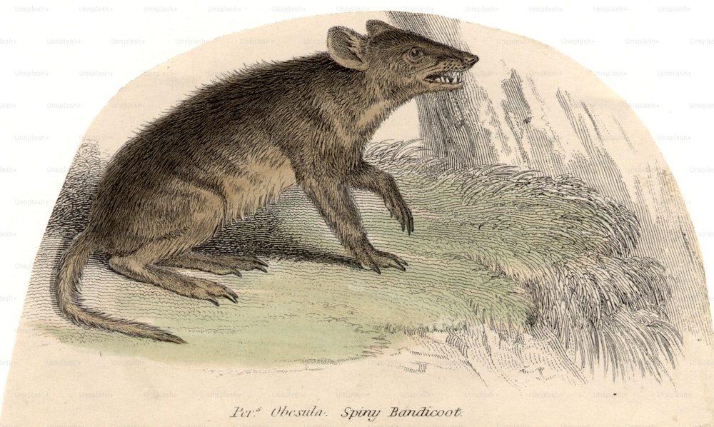 circa 1800:  A spiny bandicoot, a species of marsupial.  (Photo by Hulton Archive/Getty Images)