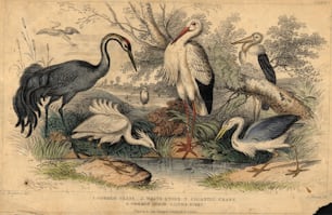 1800 circa: Uccelli della famiglia degli aironi, da sinistra a destra; la gru comune, la garzetta, la cicogna bianca, l'airone comune e la gru gigantesca.  (Foto di Hulton Archive/Getty Images)