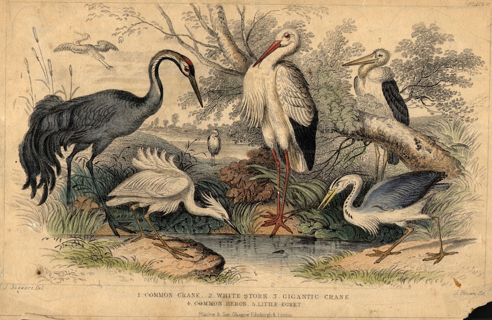 circa 1800:  Birds of the heron family, left to right; the Common Crane, the Little Egret, the White Stork, the Common Heron, and the Gigantic Crane.  (Photo by Hulton Archive/Getty Images)