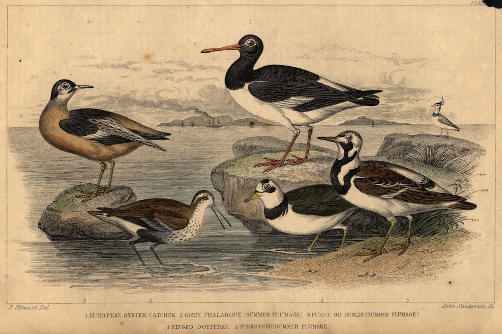 1800年頃:イギリスの海岸の鳥、時計回り、夏羽の灰色のファラロープ、ヨーロッパのオイスターキャッチャー、夏羽のターンストーン、リングドッテレル、夏羽のダンリン。 (写真提供:Hulton Archive/Getty Images)