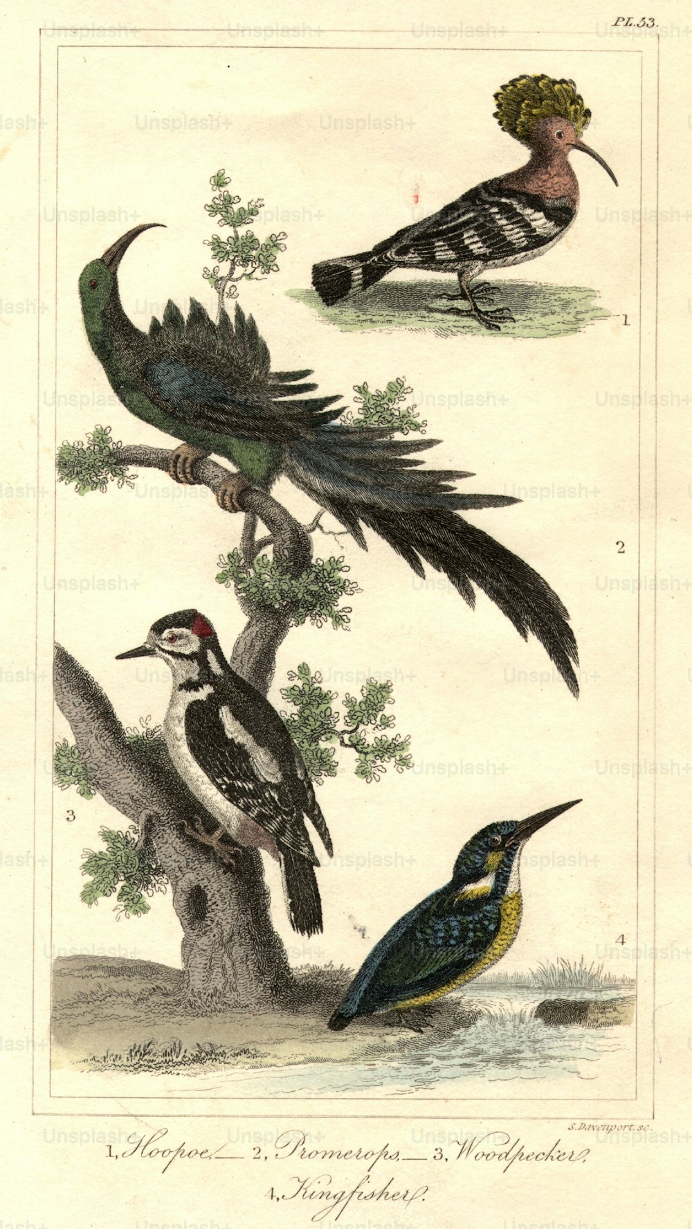 circa 1800: La abubilla crestada, arriba, los Promerops, en el centro-arriba, el Pájaro Carpintero, en el centro-abajo, y el Martín Pescador, abajo.  (Foto de Hulton Archive/Getty Images)