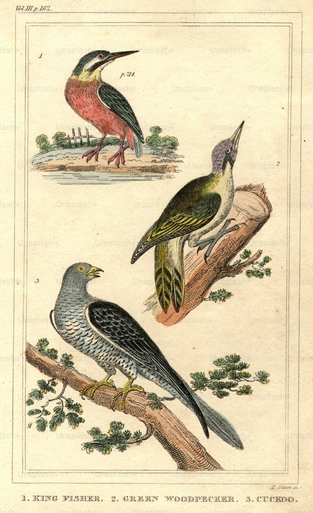 Alrededor de 1800: Un martín pescador (arriba), un pájaro carpintero verde (centro) y un cuco (abajo).  (Foto de Hulton Archive/Getty Images)