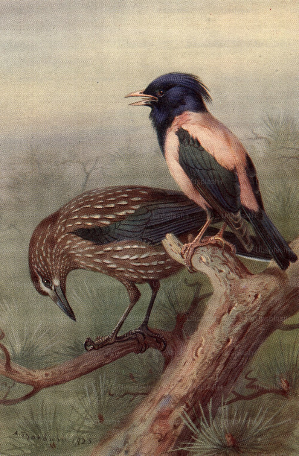 um 1850: Ein Nussknacker, ein Vogel der Krähenfamilie und ein rosafarbener Star.  (Foto von Hulton Archive / Getty Images)