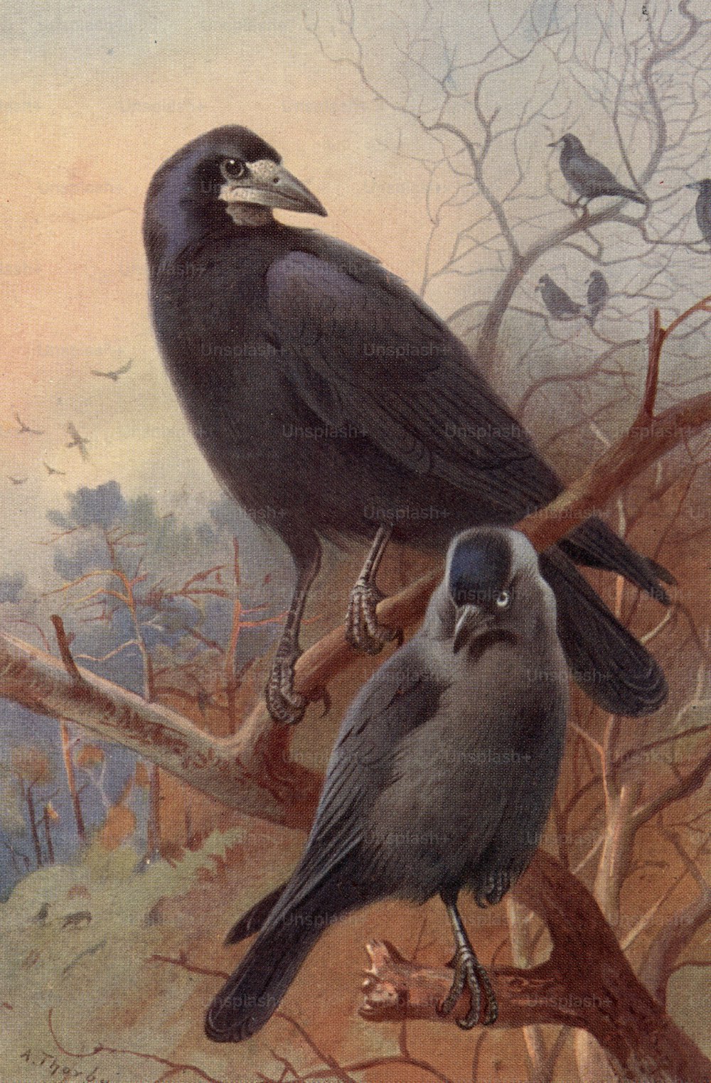 um 1800: Ein Turm (oben) und eine Dohle (unten), zwei Vögel der Krähenfamilie.  (Foto von Hulton Archive / Getty Images)