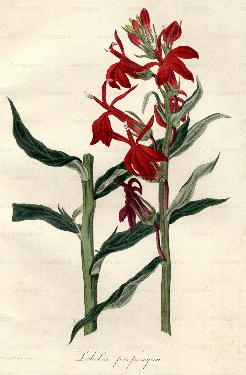 circa 1800:  Lobelia propinqua.  (Photo by Hulton Archive/Getty Images)