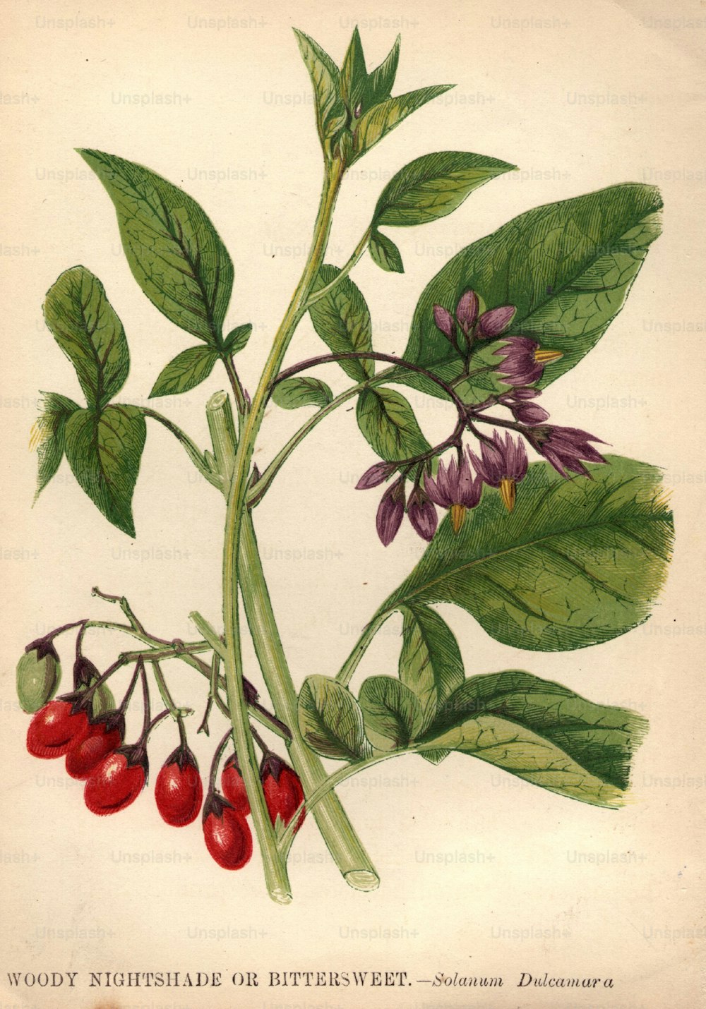 1800 circa: Solanum dulcamura, belladonna legnosa o agrodolce.  (Foto di Hulton Archive/Getty Images)