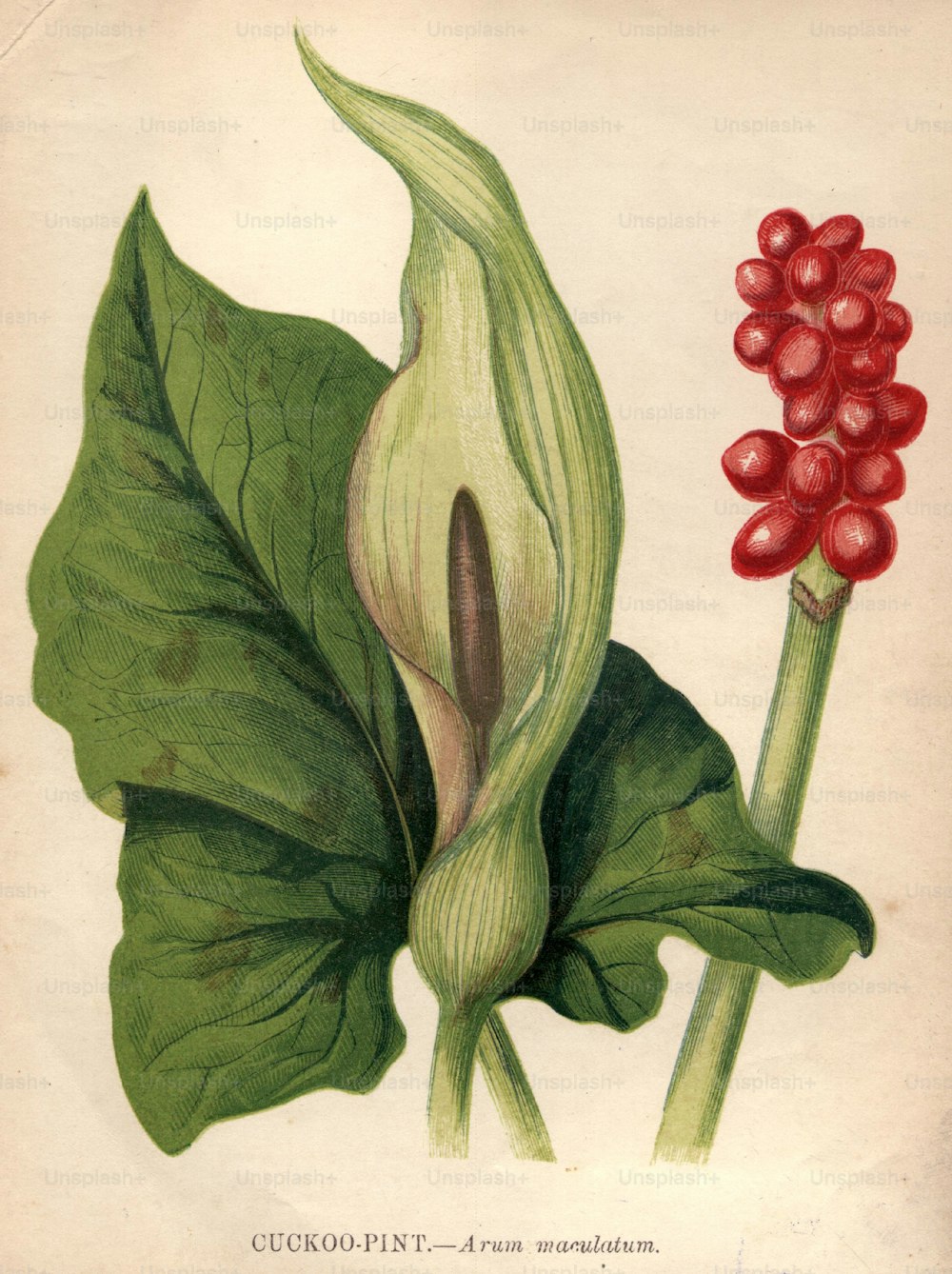 1900 circa: Arum maculatum, o pinta di cuculo, nota anche come pettirosso e signori e signore, con le sue bacche rosse altamente velenose.  (Foto di Hulton Archive/Getty Images)