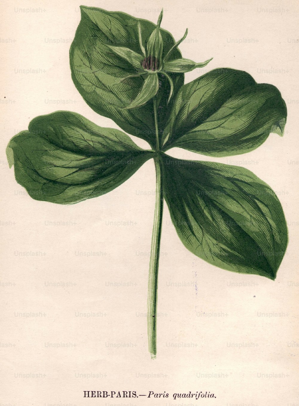 1800 circa: Paris quadrifolia, o herb paris (Foto di Hulton Archive/Getty Images)