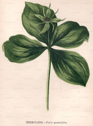circa 1800:  Paris quadrifolia, or herb paris  (Photo by Hulton Archive/Getty Images)