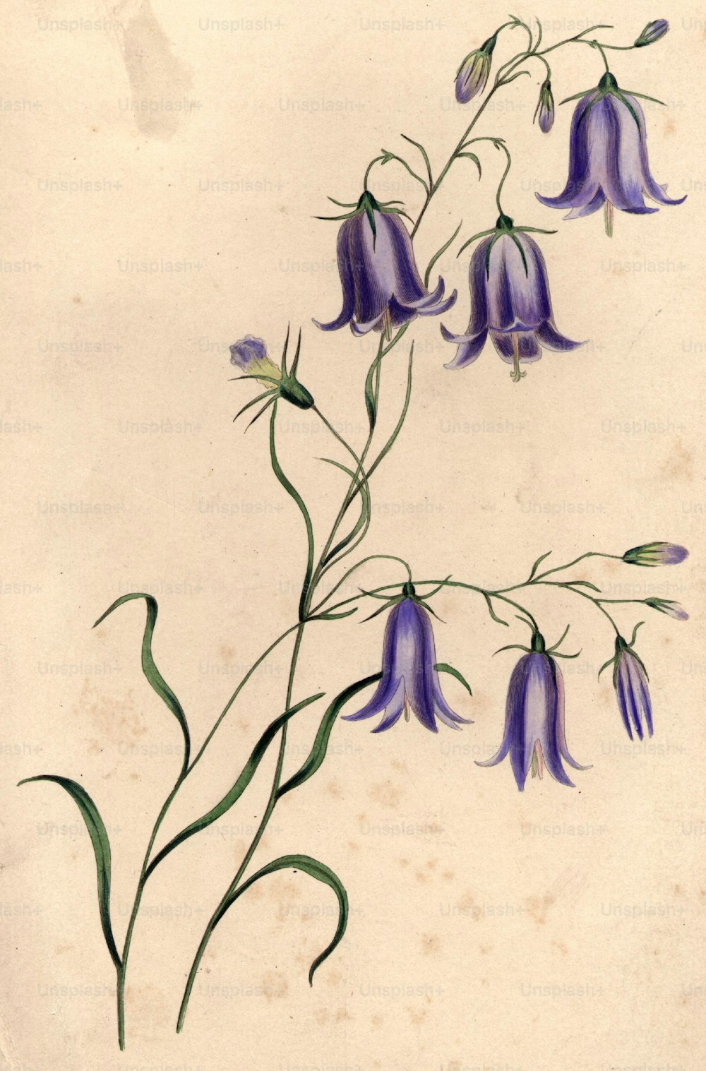 circa 1800:  Blue harebells.  (Photo by Hulton Archive/Getty Images)