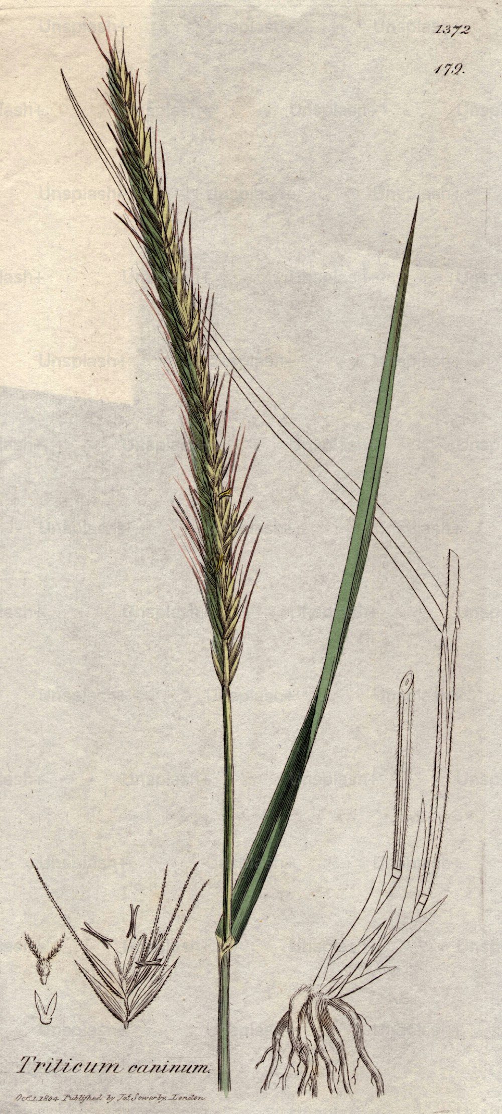 October 1804:  Triticum caninum, a species of grass.  (Photo by Hulton Archive/Getty Images)