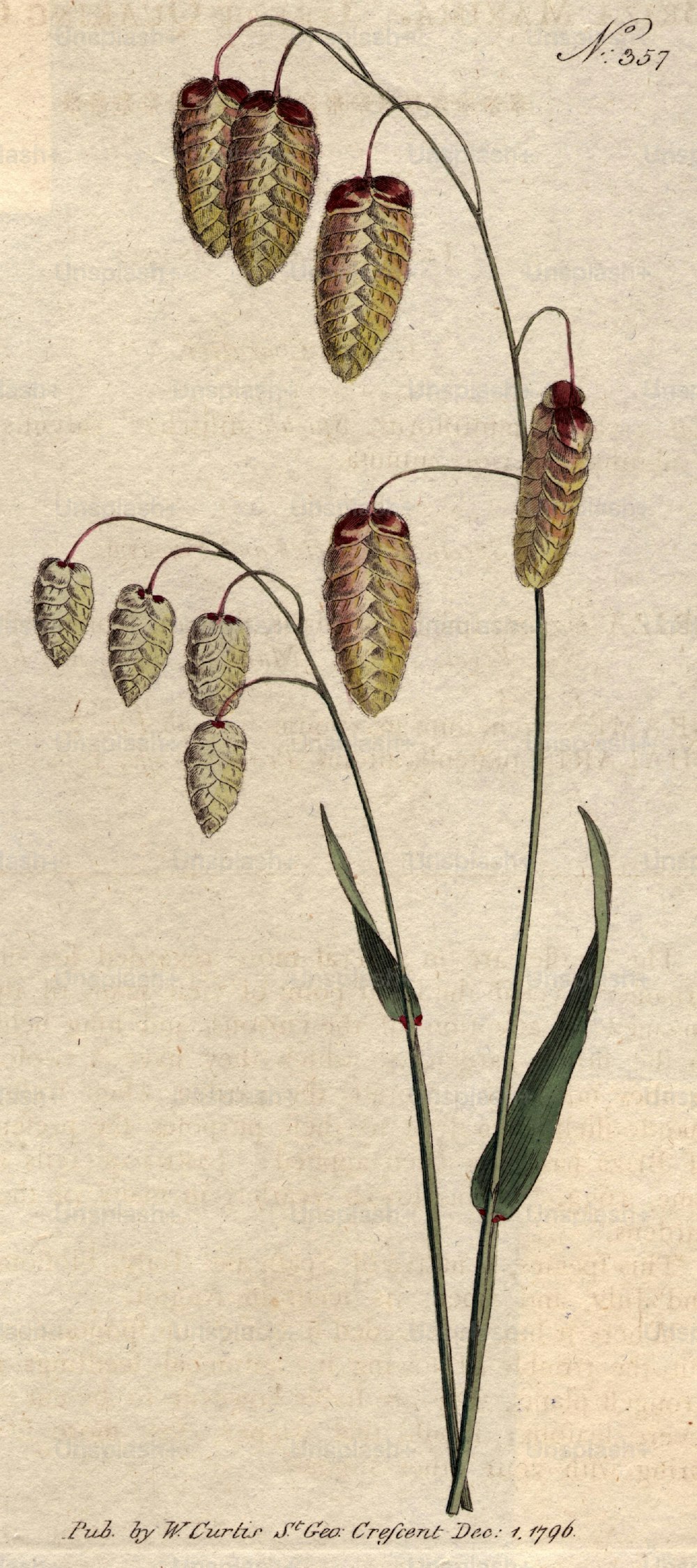 1796: 씨앗이 있는 풀.  커티스 보태니컬 매거진 - 펍. 1796 (사진 제공: 헐튼 아카이브/게티 이미지)