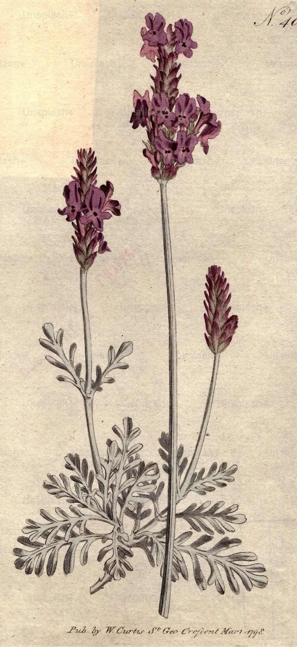 1798:  Lavendula pinnata, or pinnated lavender.  Curtis' Botanical Magazine - pub. 1798  (Photo by Hulton Archive/Getty Images)