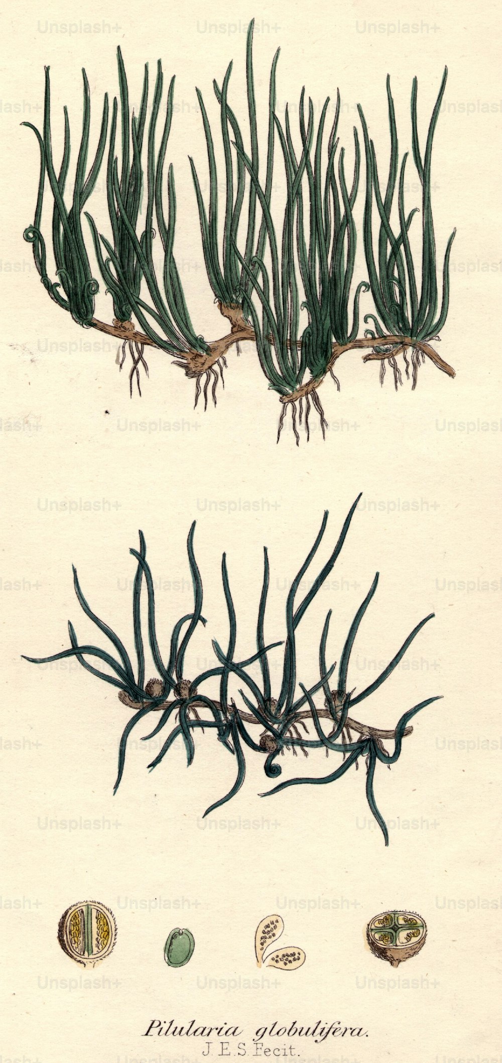 vers 1800 : Pilularia globulifera, ou verrue.  (Photo de Hulton Archive/Getty Images)