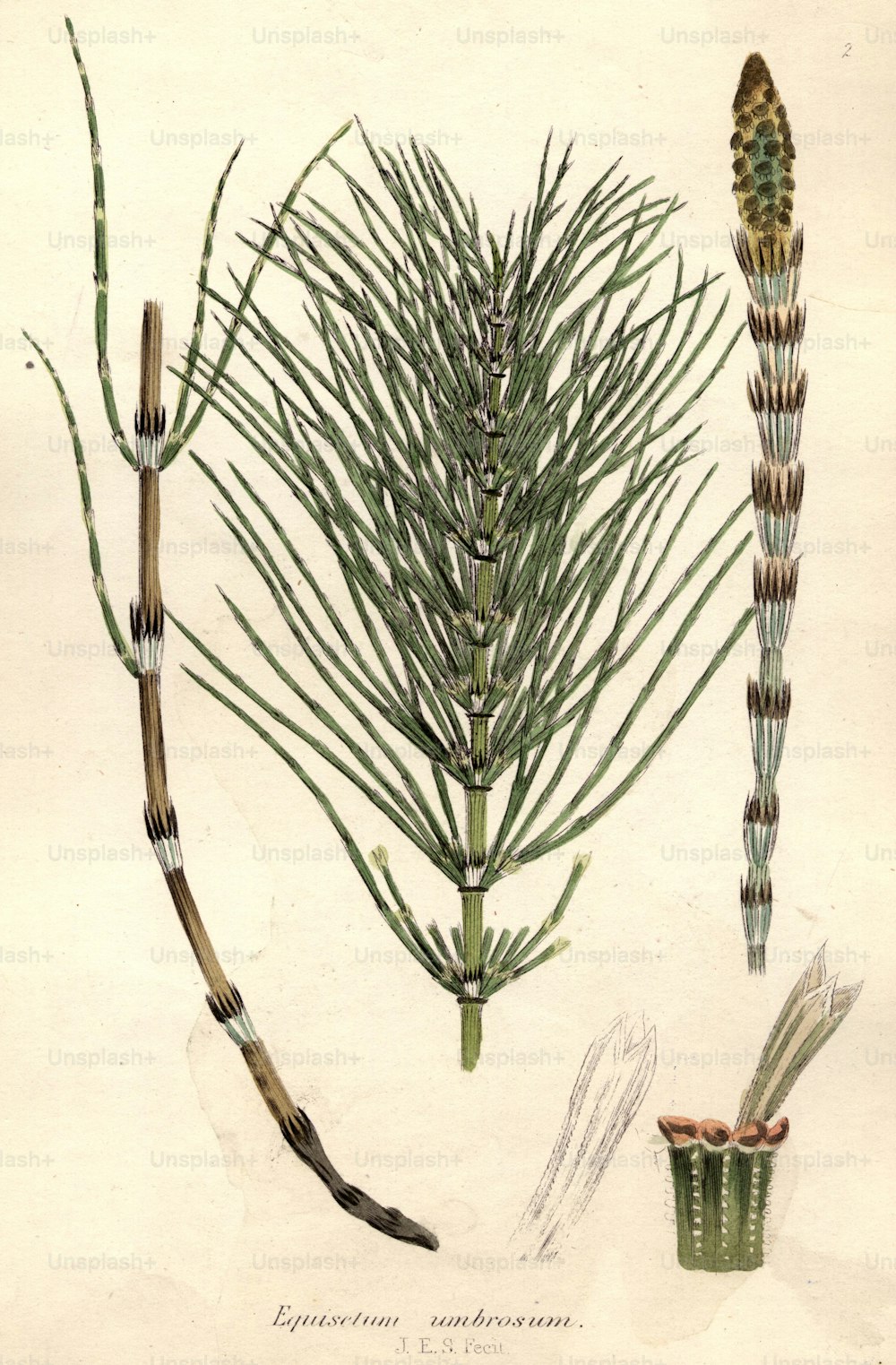 circa 1800:  Equisetum umbrosum, or horse tail fern.  (Photo by Hulton Archive/Getty Images)