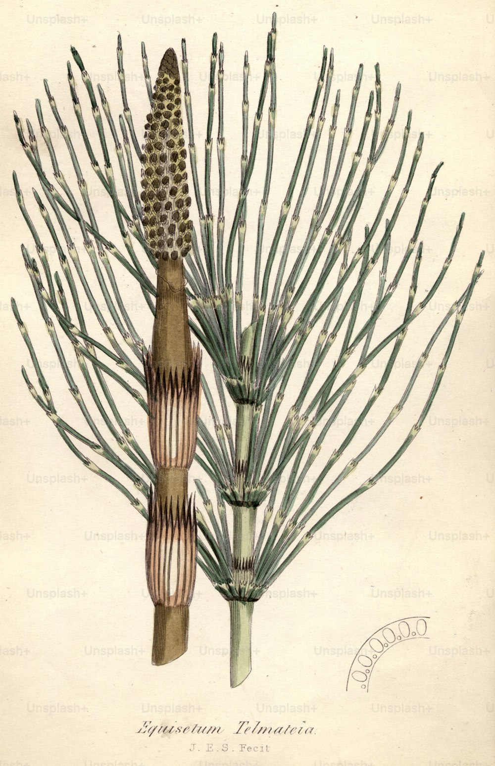 circa 1800:  Equisetum telmateia, or horse tail fern.  (Photo by Hulton Archive/Getty Images)