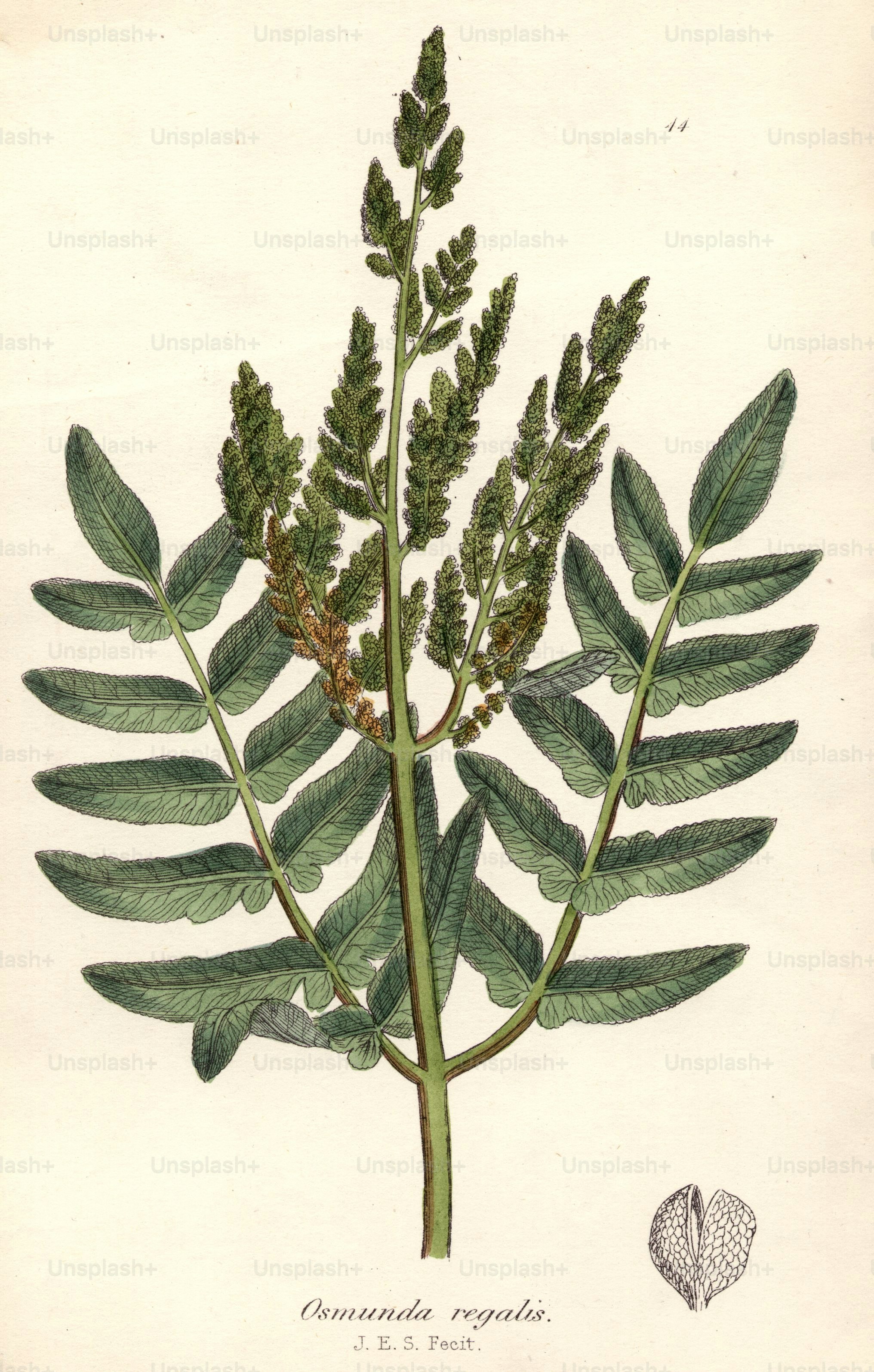 circa 1800:  Osmunda regalis.  (Photo by Hulton Archive/Getty Images)