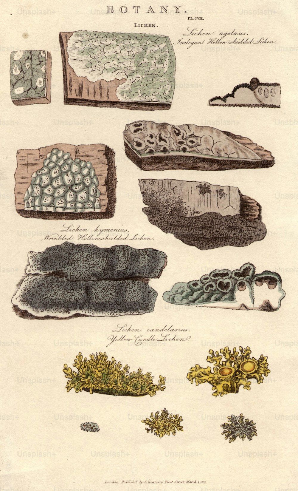 1st March 1812:  Various species of lichen: inelegant hollow-shielded lichen (top), wrinkled hollow-shielded lichen (centre) and yellow candle lichen (bottom).  (Photo by Hulton Archive/Getty Images)