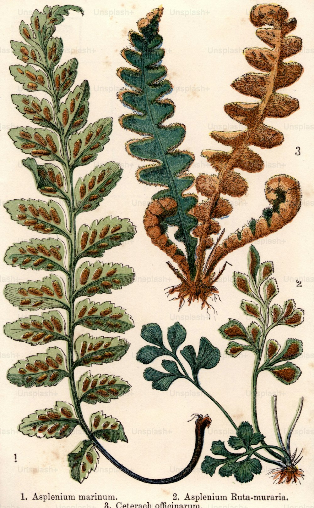 por volta de 1800: Três espécies de samambaias, incluindo asplenium marinum, asplenium ruta-muraria e ceterach officinarum.  (Foto: Hulton Archive/Getty Images)