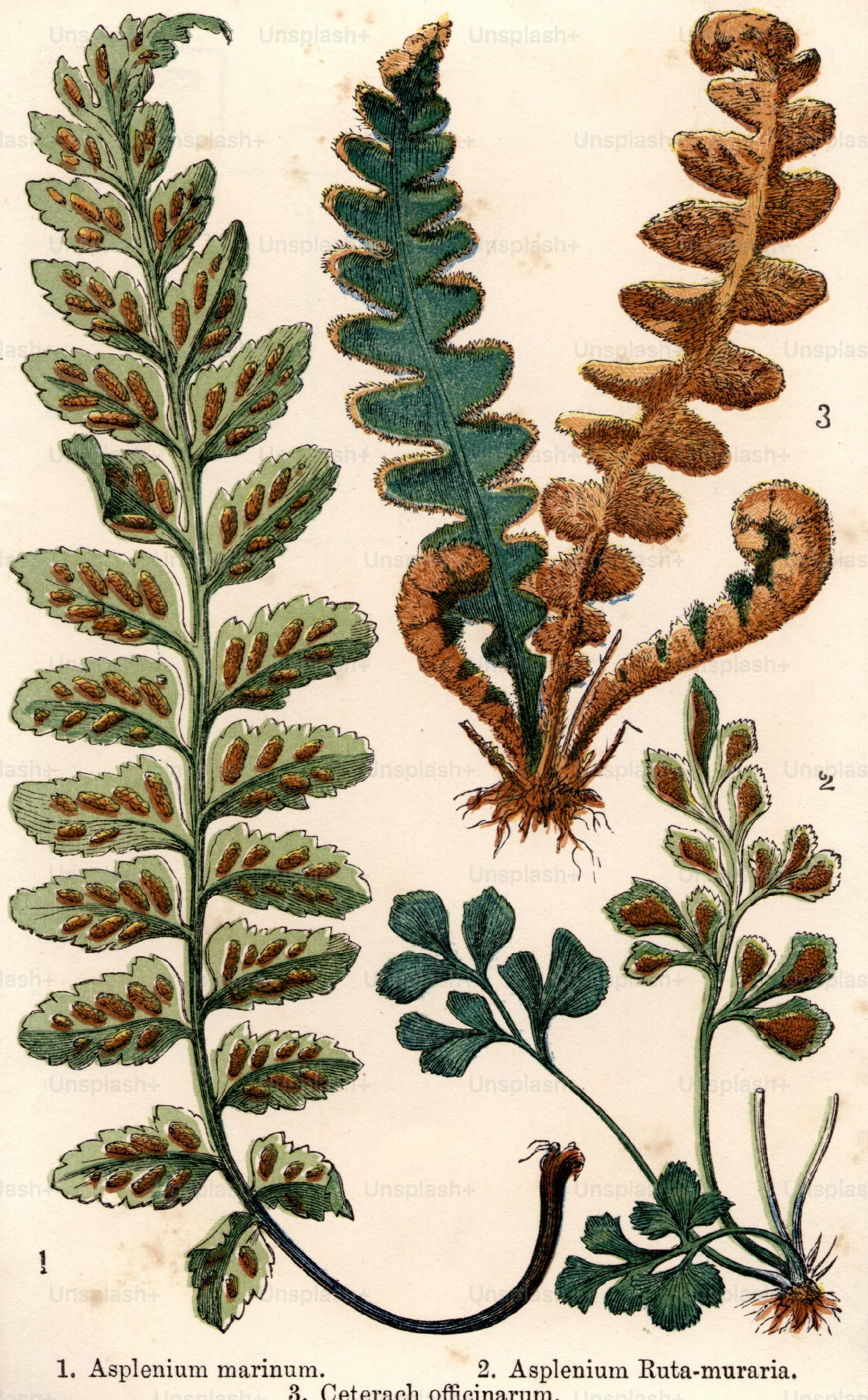 botanical