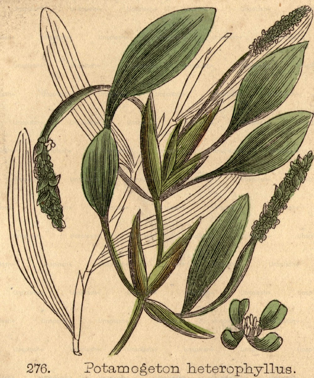1800 circa: Potamogeton heterophyllus.  (Foto di Hulton Archive/Getty Images)