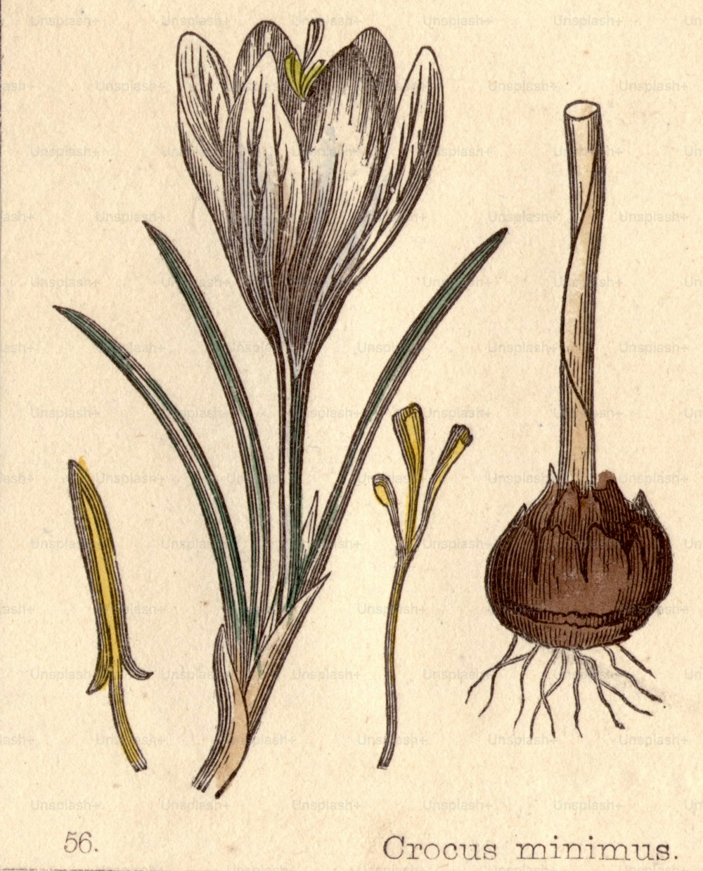 circa 1800:  Crocus minimus.  (Photo by Hulton Archive/Getty Images)