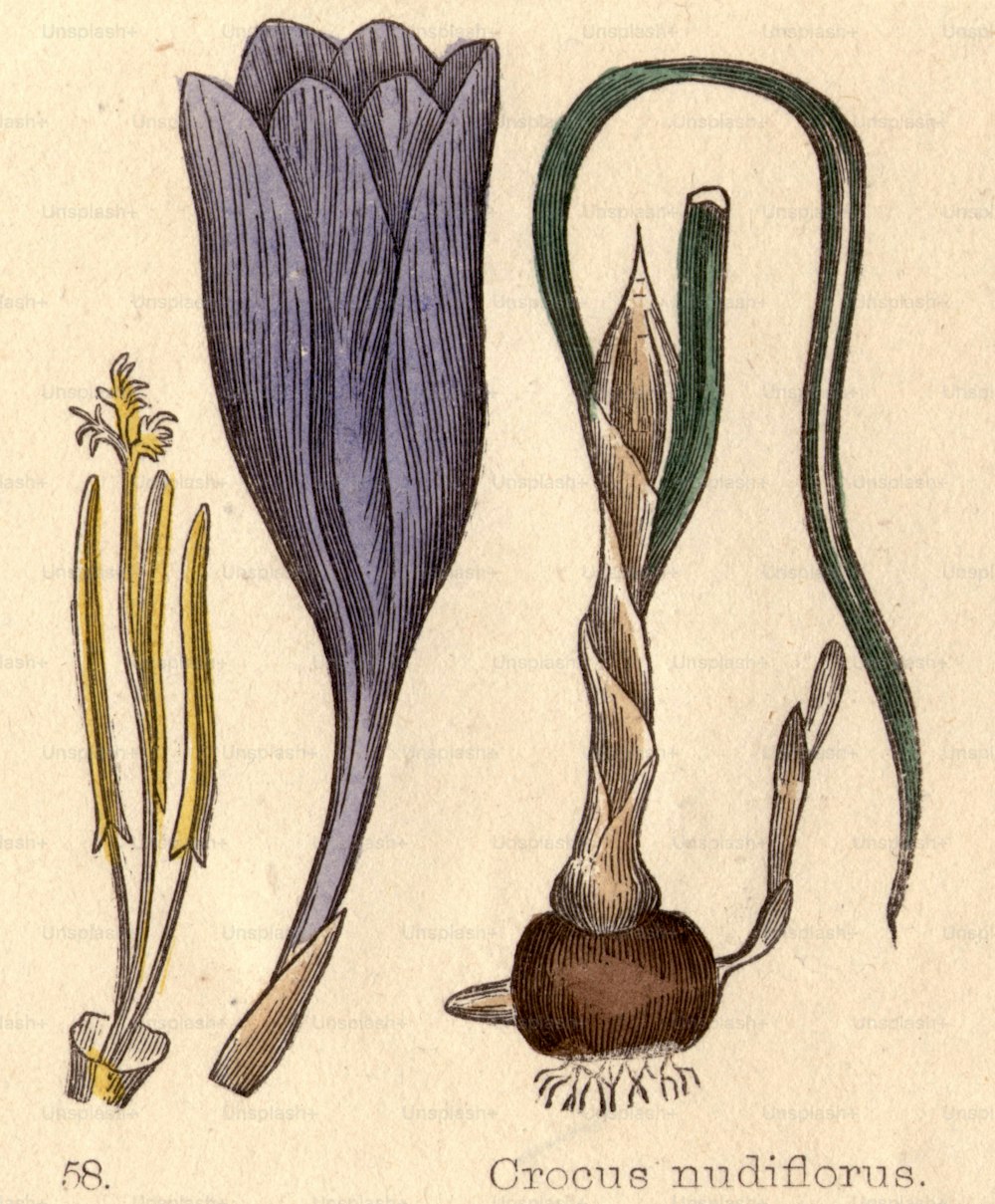 circa 1800:  Crocus nudiflorus.  (Photo by Hulton Archive/Getty Images)