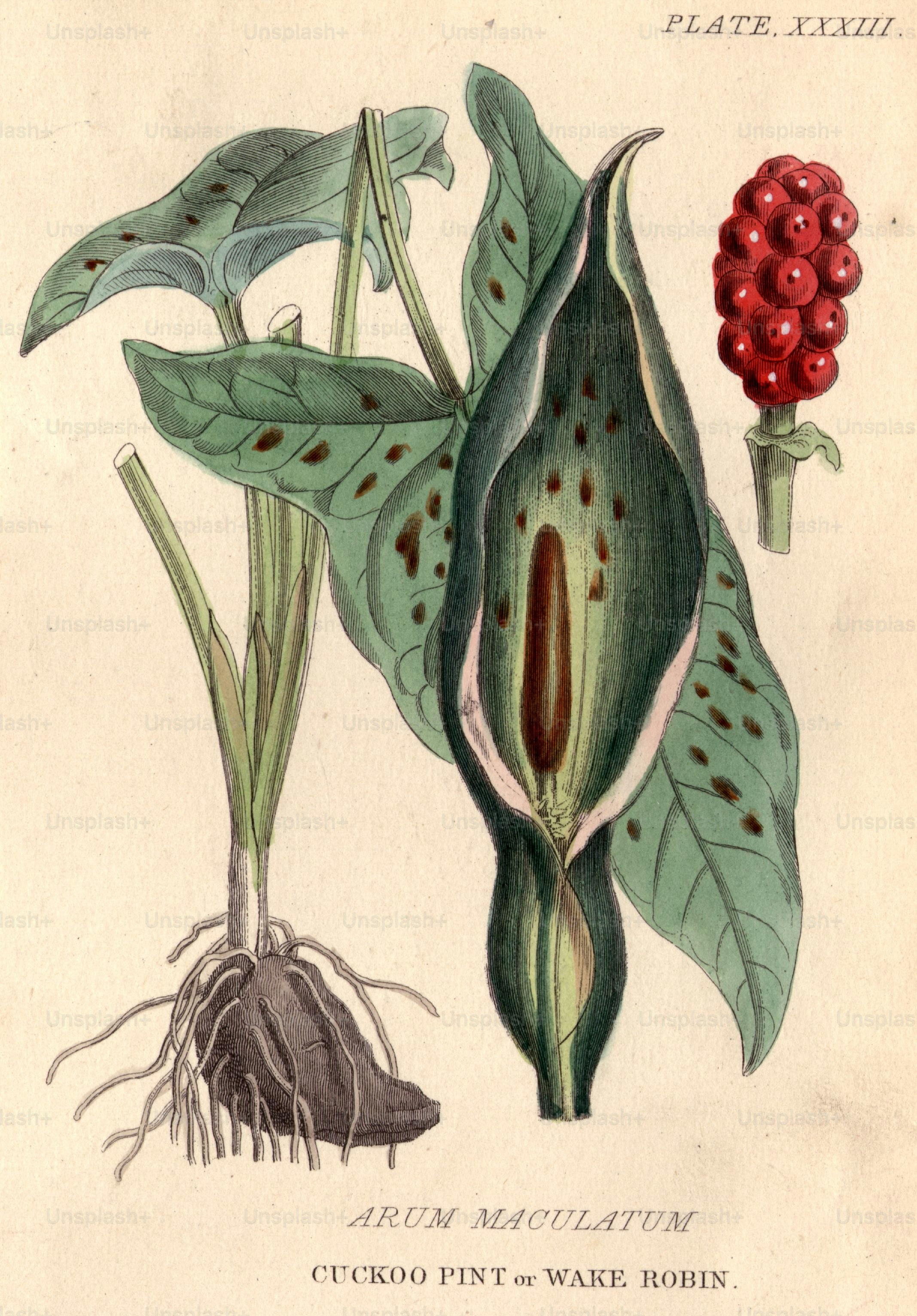 por volta de 1800: Arum maculatum, cerveja cuco, ou robin de vigília, com suas bagas vermelhas distintas e altamente venenosas.  (Foto: Hulton Archive/Getty Images)