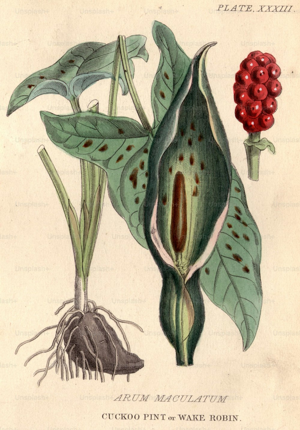 um 1800: Arum maculatum, Kuckuckspint oder Wake Robin mit seinen markanten und hochgiftigen roten Beeren.  (Foto von Hulton Archive / Getty Images)
