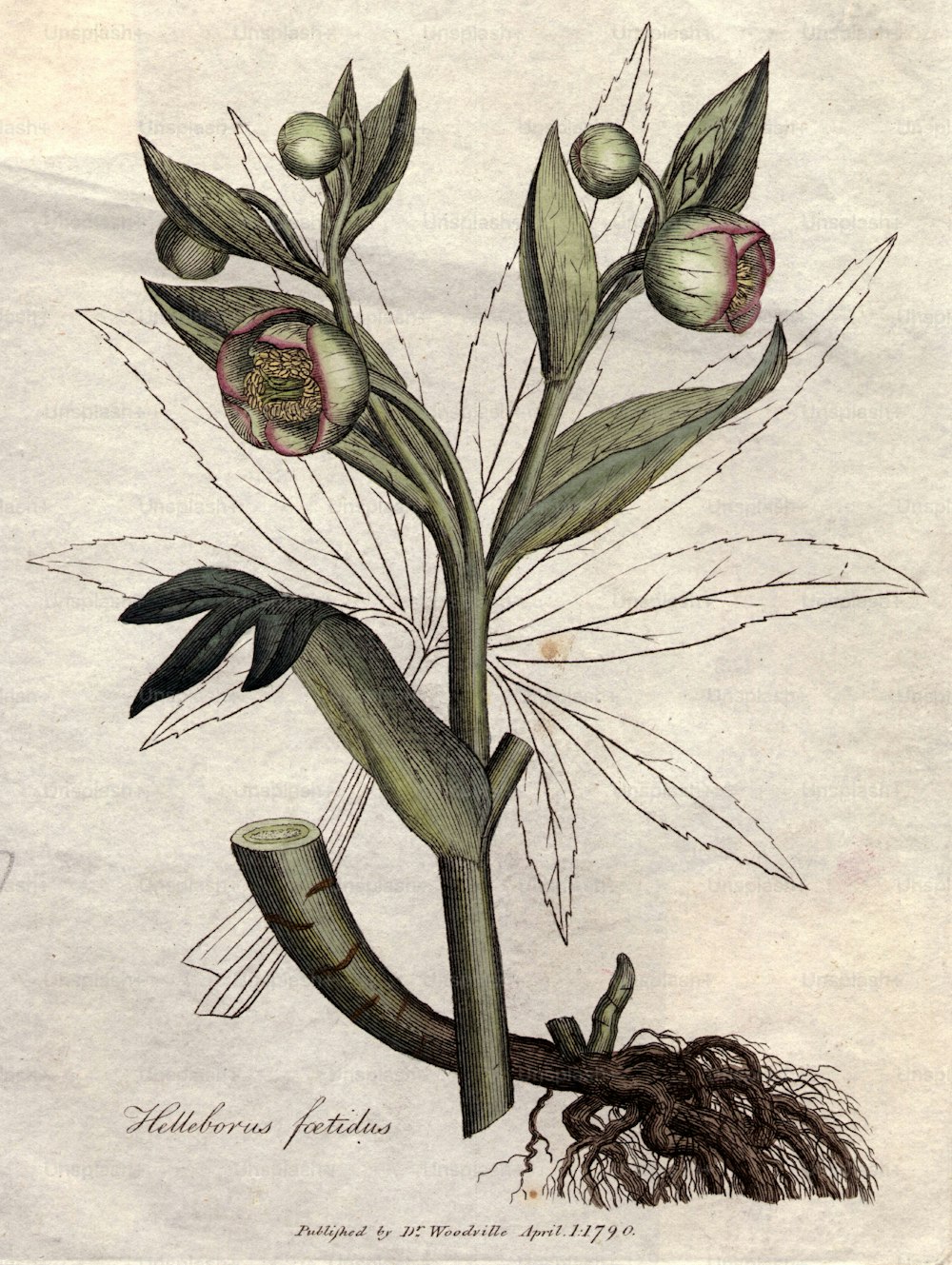 1790년 4월: 헬레보루스 포에티두스.  원본 간행물: 우드빌의 의학 식물학, 삽화: James Sowerby - pub 1790 -1795 (사진 제공: Hulton Archive/Getty Images)