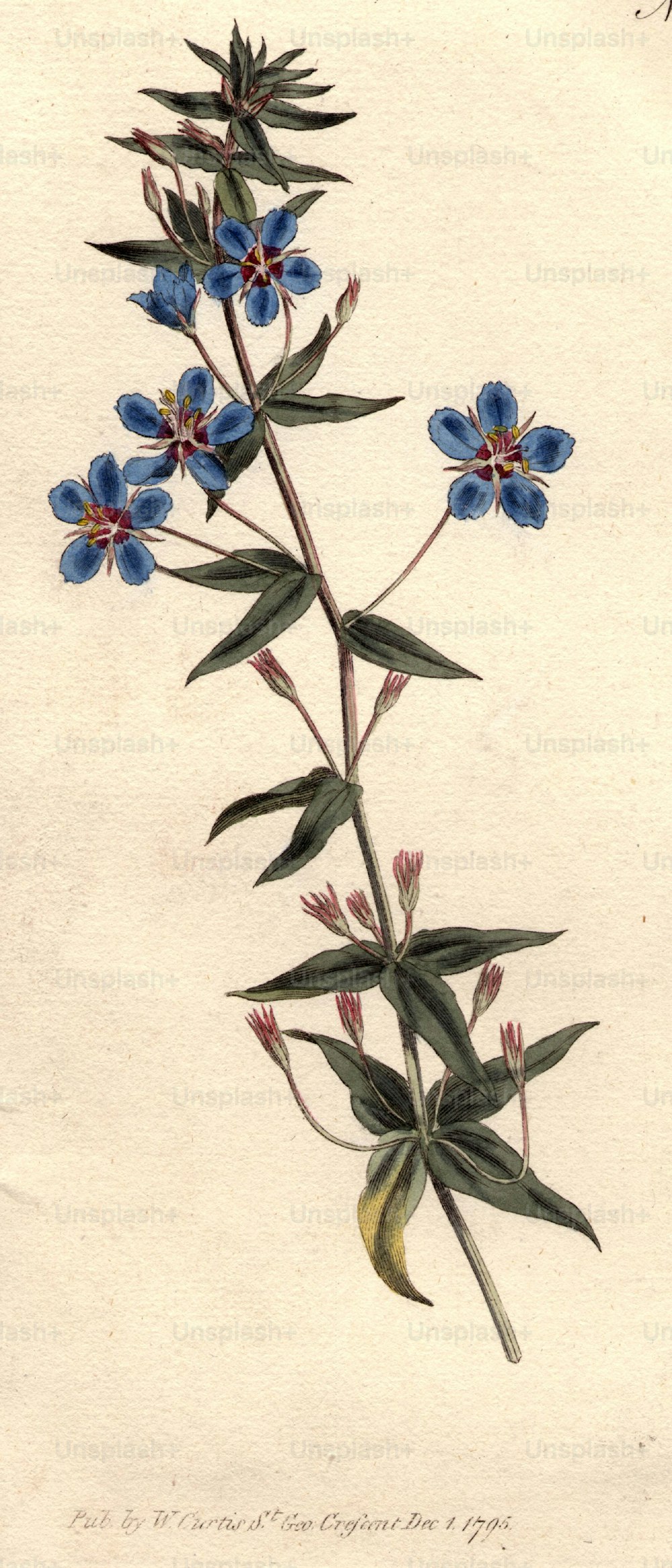 1st December 1796:  The Italian pimpernel.  Curtis' Botanical Magazine - pub. 1796  (Photo by Hulton Archive/Getty Images)