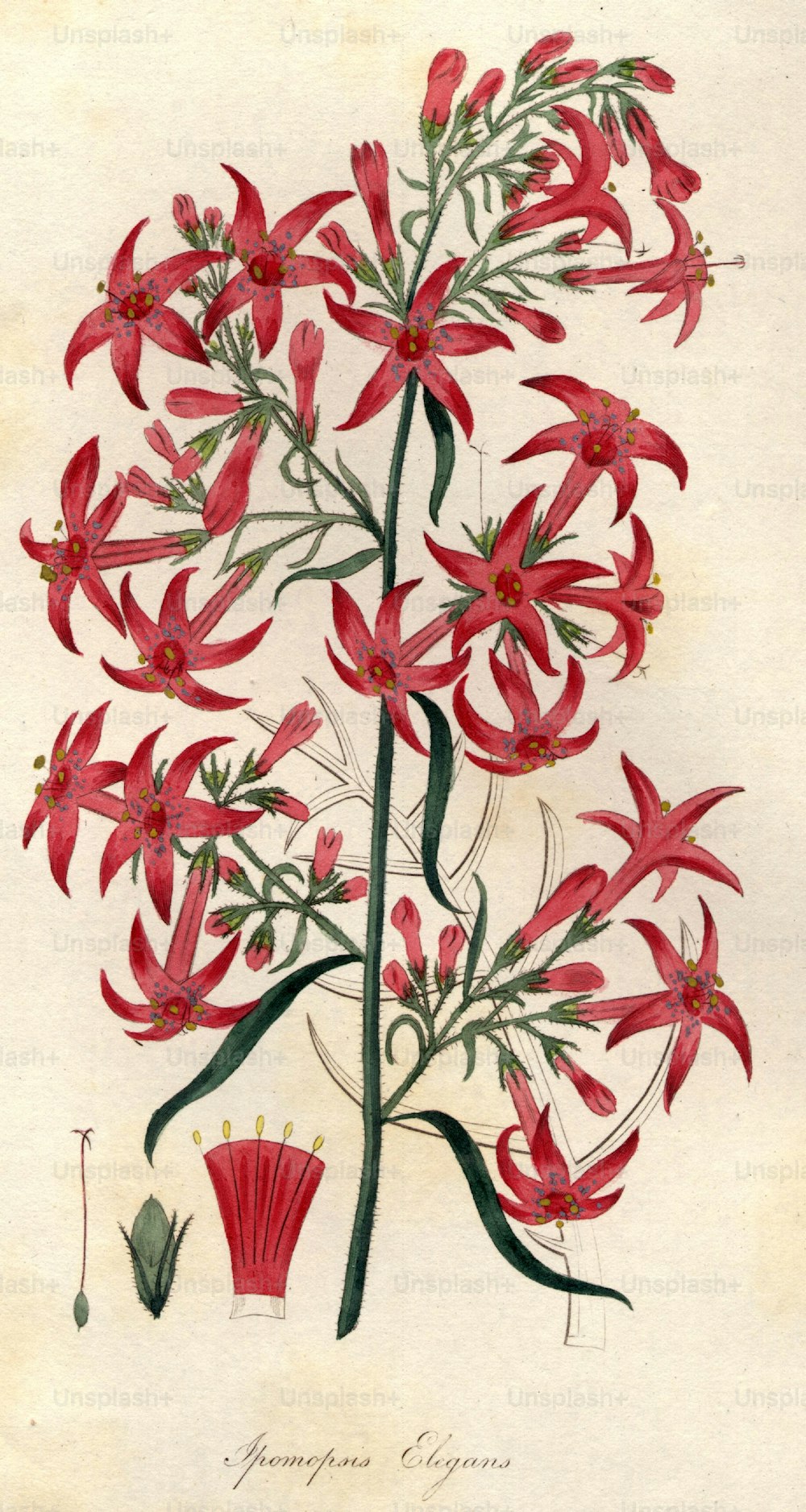 vers 1834 : Les délicates fleurs roses de l’ipomopsis elegans.  (Photo de Hulton Archive/Getty Images)