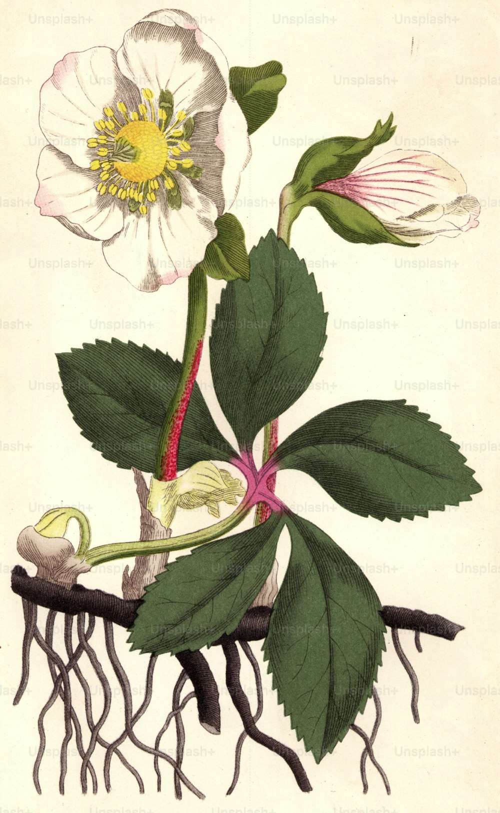 1793 : L’hellébore noir, ou rose de Noël.  Curtis' Botanicla Magazine - publié en 1793 (Photo de Hulton Archive/Getty Images)