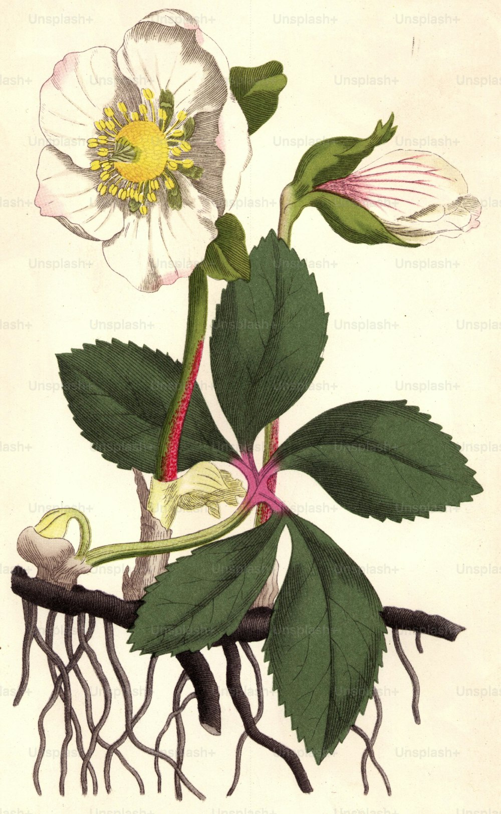 1793:  The black hellebore, or Christmas rose.  Curtis' Botanicla Magazine - pub. 1793  (Photo by Hulton Archive/Getty Images)